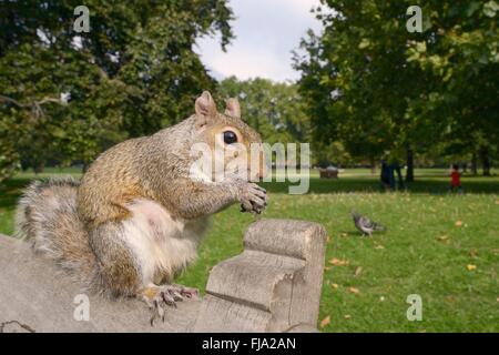 Grauhörnchen (Sciurus Carolinensis) sitzt auf einer Parkbank Essen eine Mandel gegeben um es von einem Touristen, London. Stockfoto