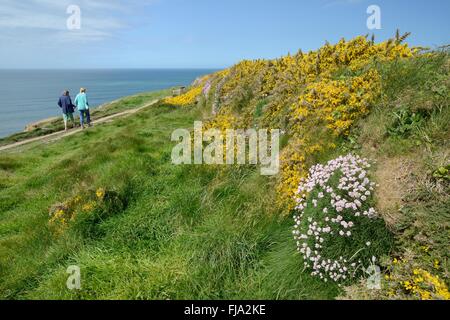 Meer Sparsamkeit (Armeria Maritima) und gemeinsame Ginster-Büsche (Ulex Europaeus) Blüte von einer Klippe Weg von zwei Wanderer benutzt. Stockfoto