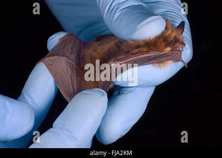 Brandts Fledermaus (Myotis Brandtii) Rute Membran kontrolliert während einer Herbst schwärmen Umfrage, in der Nähe von Box, Wiltshire, UK Stockfoto