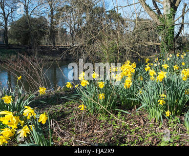 Narzissen in voller Blüte am Rande des Flusses Taff im Bute Park, Cardiff. Stockfoto