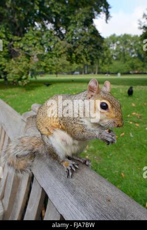 Grauhörnchen (Sciurus Carolinensis) sitzt auf einer Parkbank Essen eine Mandel gegeben um es von einem Touristen, London, UK. Stockfoto