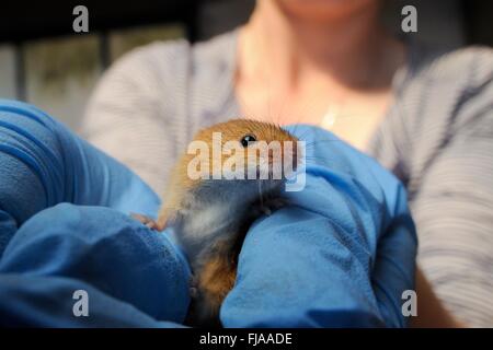 Zwergmaus (Micromys Minutus), einer der Einwohner aufgezogen in Gefangenschaft vor einer Wiedereinführung statt in einer behandschuhten Hand Stockfoto