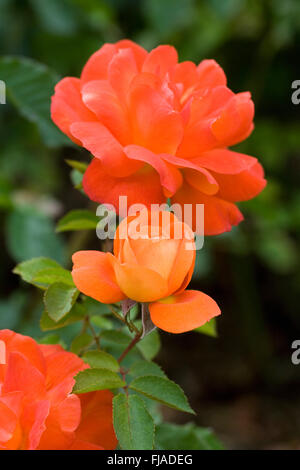 Rosa Super Trouper "Fryleyeca". Orange Rose. Stockfoto