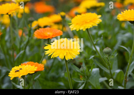 Calendula Officinalis. Englische Ringelblumen. Stockfoto