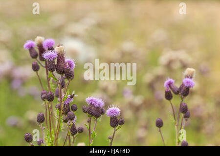 Blütenstände von Creeping Thistle (Cirsium Arvense) Stockfoto