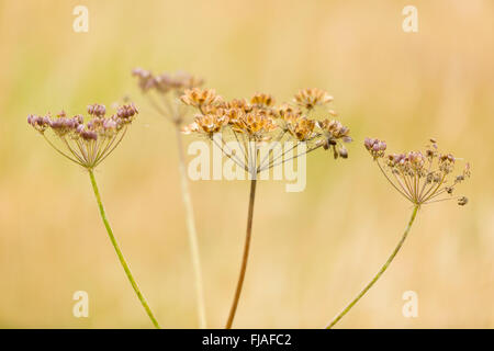 Kuh Pastinake Samenköpfe vor dem Hintergrund der Herbst Trockenrasen. Stockfoto