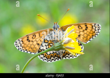 Glanville Fritillary Butterfly, MELITAEA CINXIA, Großbritannien Stockfoto