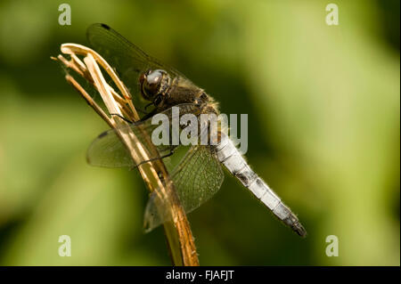 MÄNNLICHE KNAPPE CHASER LIBELLE, LIBELLULA FULVA Stockfoto