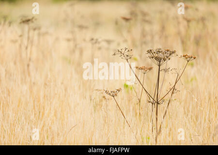 Spätsommer und die Samenköpfe trocknen bereit nächstes Jahr Pflanzen zu. Stockfoto