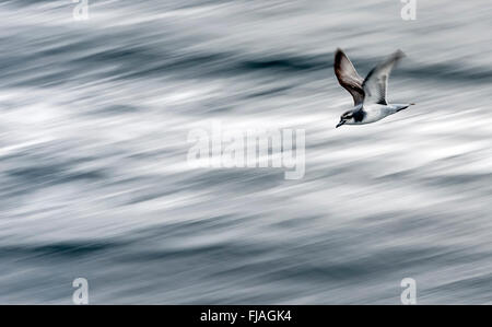 Antarctic Prion (Pachyptila Desolata) fliegen Südpolarmeer Stockfoto