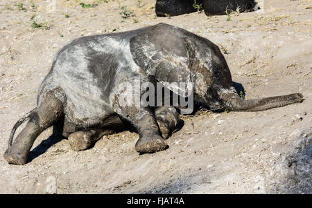 Cute adorable Elefantenbaby Festlegung Stockfoto