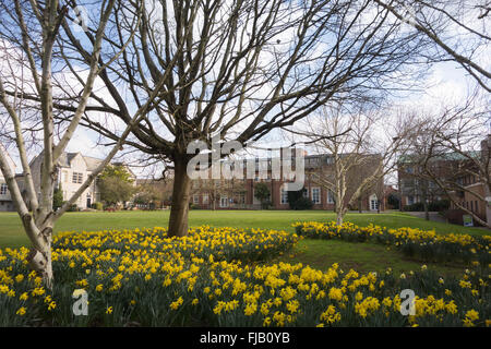 Exeter University St Luke's Campus - Blick über die Wiesen des Gevierts in Richtung des Bibliotheksgebäudes Stockfoto