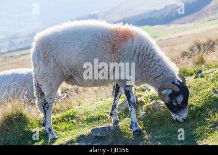 Schafbeweidung auf Lose Hill, Derbyshire, Peak District, England, UK Stockfoto