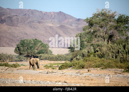 Wüste Elefant, Namibia. Stockfoto