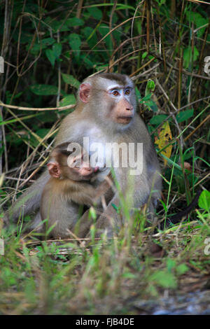 Nördlichen Schwein-tailed Macaque (Macaca Leonina) und Baby im Nationalpark Khao Yai, Thailand Stockfoto