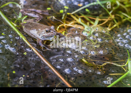 Europäische Grasfrosch (Rana Temporaria) mit Brut in grasbewachsenen Wasserbecken (aufgenommen in Wicklow, Irland) Stockfoto