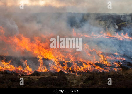 Feuer fegen über Moorland während kontrollierten Heather brennen in den North Pennines England UK Stockfoto