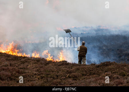 Wildhüter Heather brennen in den North Pennines County Durham UK Stockfoto