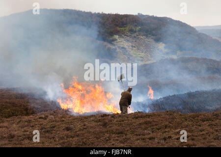 Wildhüter Heather brennen in den North Pennines County Durham UK Stockfoto