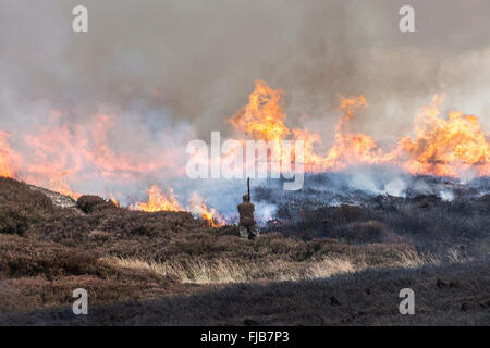 Wildhüter Heather brennen in den North Pennines County Durham UK Stockfoto