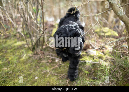 Cockapoo Hybrid schwarzen Welpen Hund. Stockfoto
