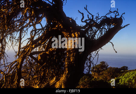 Sabina (Juniperus Turbinata SSP. Canariensis), El Sabinar, El Hierro, Kanarische Inseln, Spanien, Europa Stockfoto