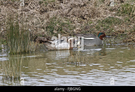 Drakesummerplumage, picken an einem Drake Teal Le Teich Vogelschutzgebiet, Nr. Bordeaux, Frankreich. März 2010 Stockfoto