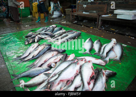 MANDALAY, Myanmar — frisch gefangener Fisch, der auf dem Fisch- und Blumenmarkt in Mandalay, Myanmar (Birma) verkauft wird. Stockfoto