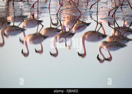 Flamingos in der Walfischbucht Feuchtgebiet Stockfoto