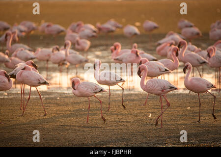 Flamingos in der Walfischbucht Feuchtgebiet Stockfoto