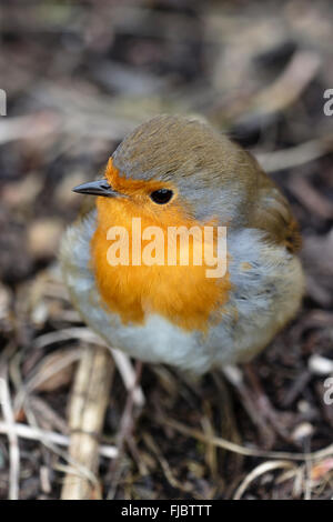 Flachen Fokus Schuss ein Rotkehlchen, Erithacus Rubecula, in einem späten Wintergarten Stockfoto