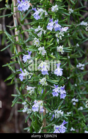 Nahaufnahme der hängenden Stängel und Blüten des niederen Rosmarins, Salvia rosmarinus (Prostratus-Gruppe) Stockfoto