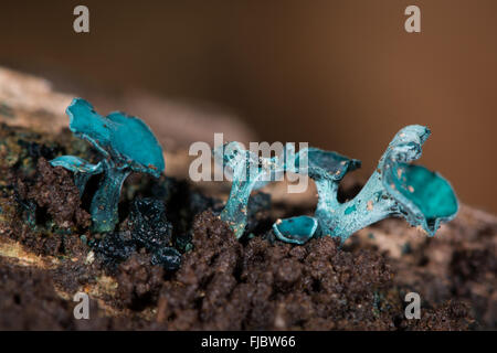 Grüne Elf Cup Fungus (Chlorociboria Aeruginascens). Blau-grüne Tasse Pilz in der Familie Helotiaceae, wachsen auf Toten Eiche Stockfoto