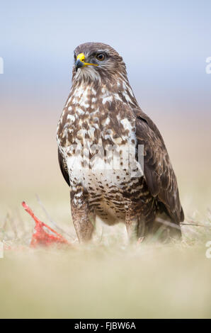 Mäusebussard (Buteo Buteo) im Grünland Stockfoto