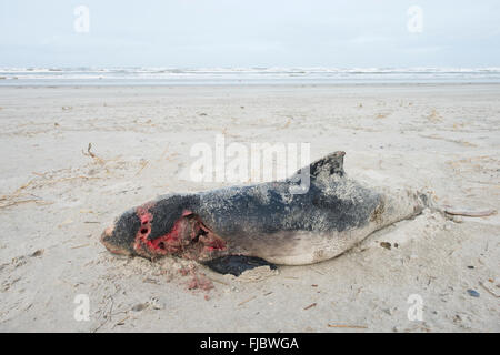 Toten Schweinswal (Phocoena Phocoena) an Land an den Strand gespült, gestrandet, Langeoog, Ostfriesland, Niedersachsen, Deutschland Stockfoto