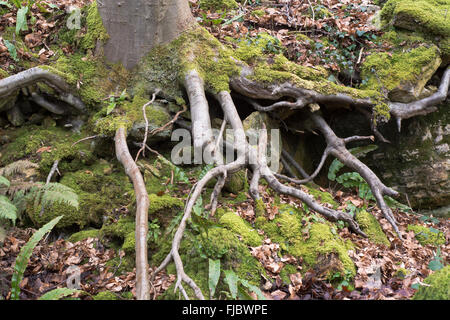 Freiliegende Wurzeln von einer Buche (Fagus Sylvatica). Eine großer Laubbaum mit Wurzeln, wachsen auf einem Hang in einem britischen Waldgebiet Stockfoto