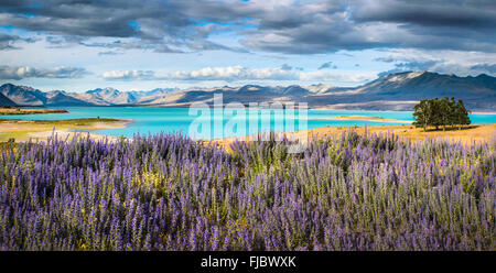 Viper's Bugloss (Echium Vulgare) vor dem Türkis leuchtenden Lake Tekapo, Tekapo, Twizel, Region Canterbury, Südinsel Stockfoto