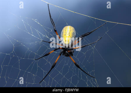 Gelb Golden Silk Orb-Weaver, Bananenspinne (Nephila) im Netz, Réunion Stockfoto