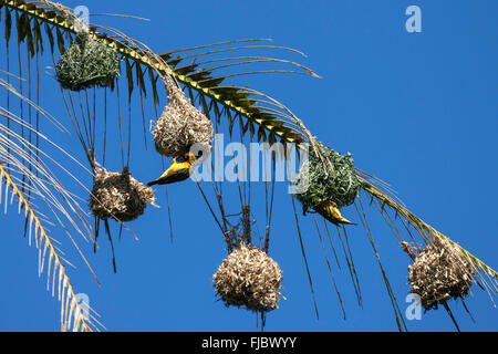 Dorf Weaver oder Spotted-backed Weber (Ploceus Cucullatus) bauen ein Nest, Nester hängen an einem Palmblatt, Réunion Stockfoto