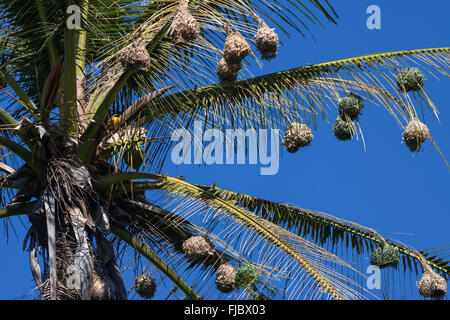 Dorf Weaver Nester hängen von den Blättern einer Palme, Réunion Stockfoto