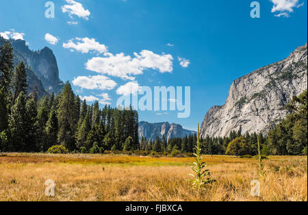 Marschland im Herbst im Yosemite Valley, Yosemite-Nationalpark, Kalifornien, USA Stockfoto