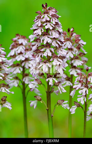 Lady Orchidee (Orchis Purpurea), Orchidee, Blütenstand, North Rhine-Westphalia, Deutschland Stockfoto