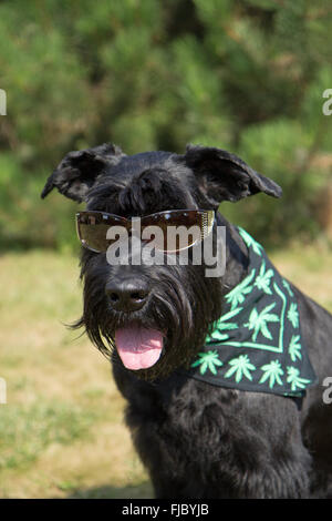 Großer schwarzer Schnauzer Hund posiert für die Kamera. Stockfoto