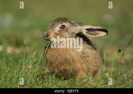 Feldhase oder brauner Hase (Lepus Europaeus) Fütterung auf einer Wiese, Suffolk, Großbritannien Stockfoto