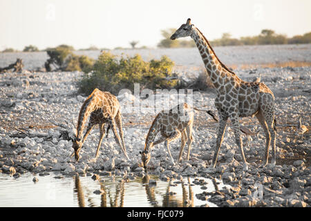 Giraffe im Etosha National Park. Stockfoto