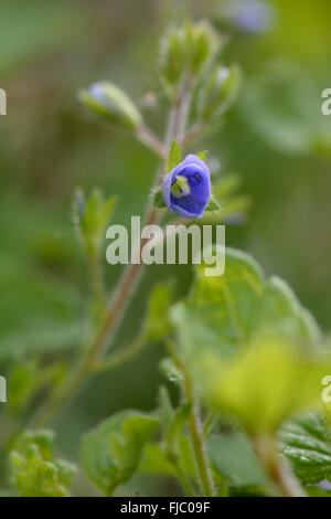 Holz-Ehrenpreis (Veronica Montana). Blaue Blume Pflanze in der Familie Wegerichgewächse, zeichnet sich durch Haare rund um den Stamm Stockfoto