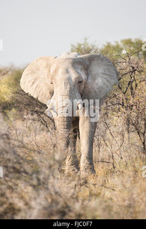 Bulle-Elefanten im Busch Stockfoto