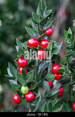 Mäusedorn - Ruscus Aculeatus, Stockfoto