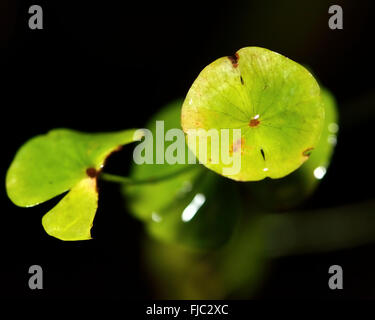 Holz-Wolfsmilch (Euphorbia Amygdaloides). Blume des eine immergrüne, mehrjährige Pflanze in der Familie Euphorbiaceae, fotografiert in der Nacht Stockfoto