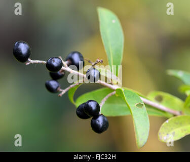 Wilde Liguster (Ligustrum Vulgare). Beeren auf ein halbimmergrüner Strauch wächst wild in einem britischen Waldgebiet Stockfoto